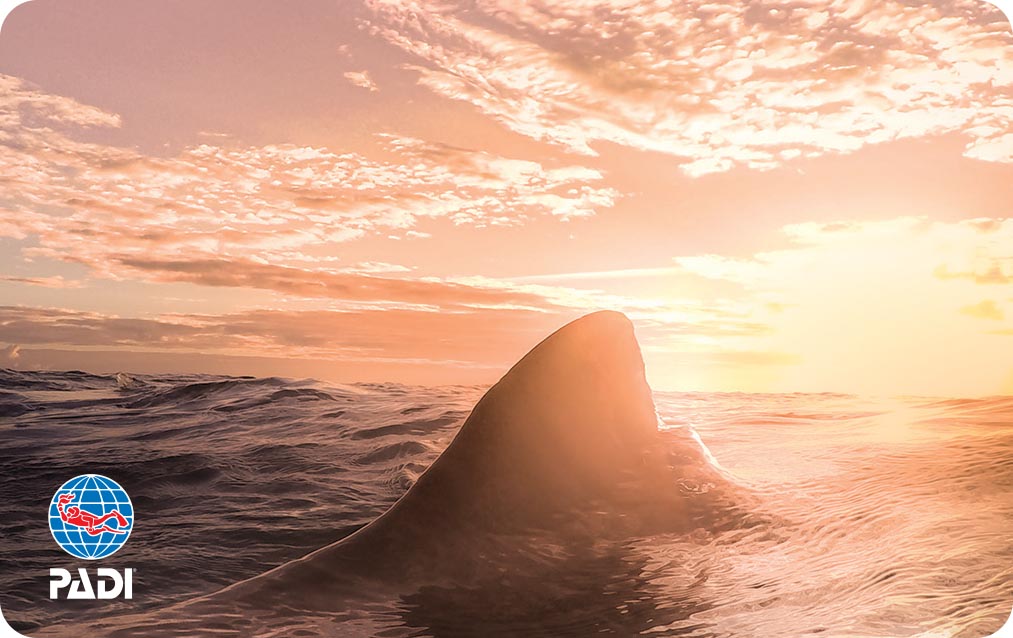 夕暮れとレモンシャーク