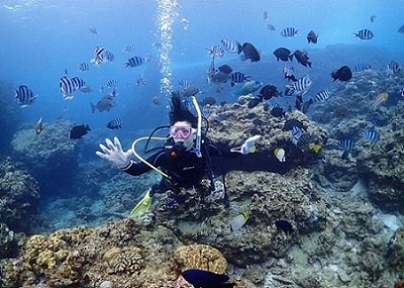 青の洞窟体験ダイビングではお魚もたくさんみることができます