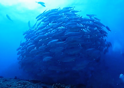 沖縄ダイビングショップKAHANAが開催する粟国島遠征便ではギンガメアジの群れが見れます