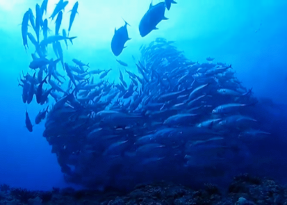 沖縄ダイビングショップKAHANAが開催する粟国島遠征便ではギンガメトルネードがみれます