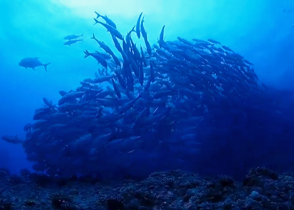 沖縄ダイビングショップKAHANAが開催する粟国島遠征便ではアジ玉がみれます