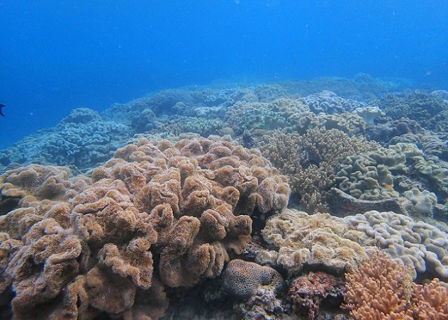 沖縄県北谷町にある砂辺No.1にはソフトコーラルが一面に広がっております
