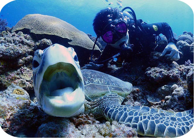 沖縄ダイビングショップKAHANAが開催する慶良間1日便FUNダイビングで撮影したウミガメとの記念写真