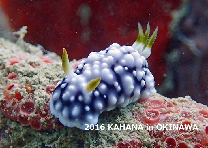 沖縄北部にダイビングスポット「レッドビーチ」で撮影したウミウシ