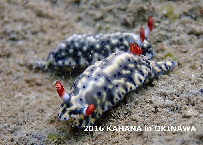 沖縄北部にダイビングスポット「レッドビーチ」で撮影したホシゾラウミウシ