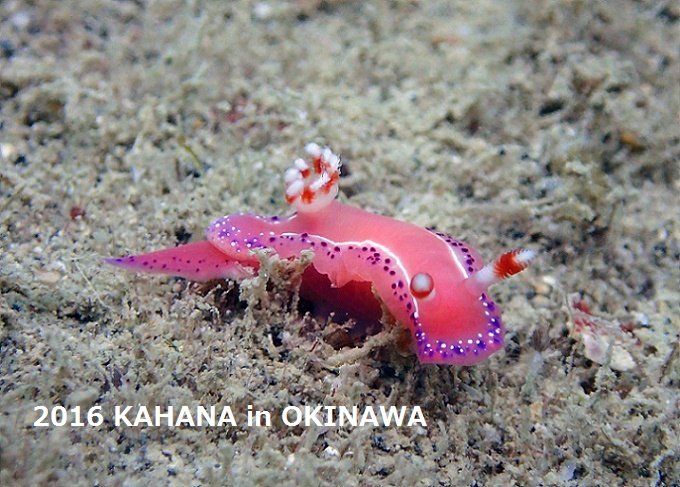 沖縄北部にダイビングスポット「レッドビーチ」で撮影したシオタスキウミウシ