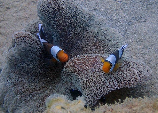 沖縄北部にダイビングスポット「レッドビーチ」で撮影したトウアカクマノミ