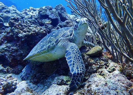 沖縄ダイビングショップKAHANAが開催する慶良間半日便ではアオウミガメと遭遇できることもあります