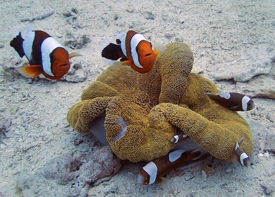 沖縄ダイビングショップKAHANAが開催する万座ダイビングポイントにはトウアカクマノミもいます