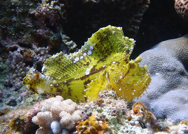 沖縄ダイビングショップKAHANAが開催する万座ダイビングポイント「ドリームホール」にいたハダカハオコゼ