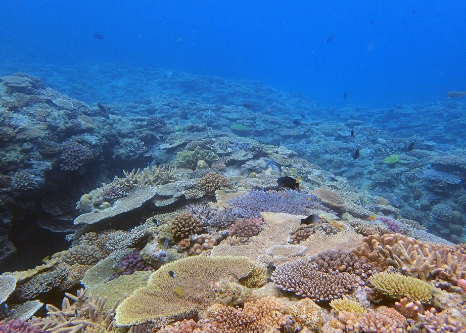 沖縄ダイビングショップKAHANAが開催する万座ダイビングポイントのミニドリームホール