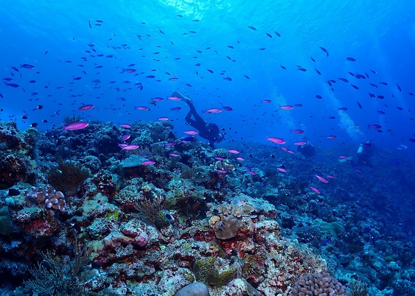 沖縄ダイビングショップKAHANAが開催する渡名喜島遠征便で撮影したハナゴイの写真です