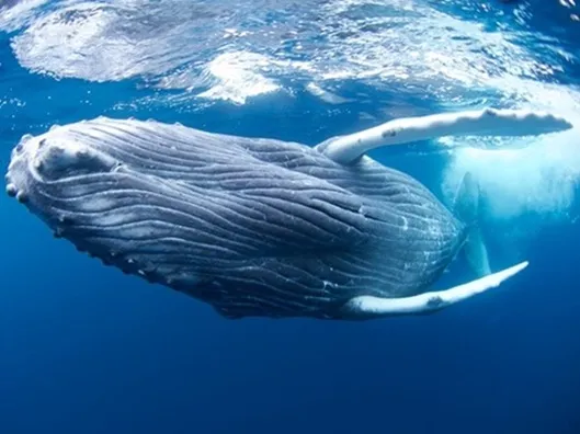 ホエールスイム 沖縄県那覇市発