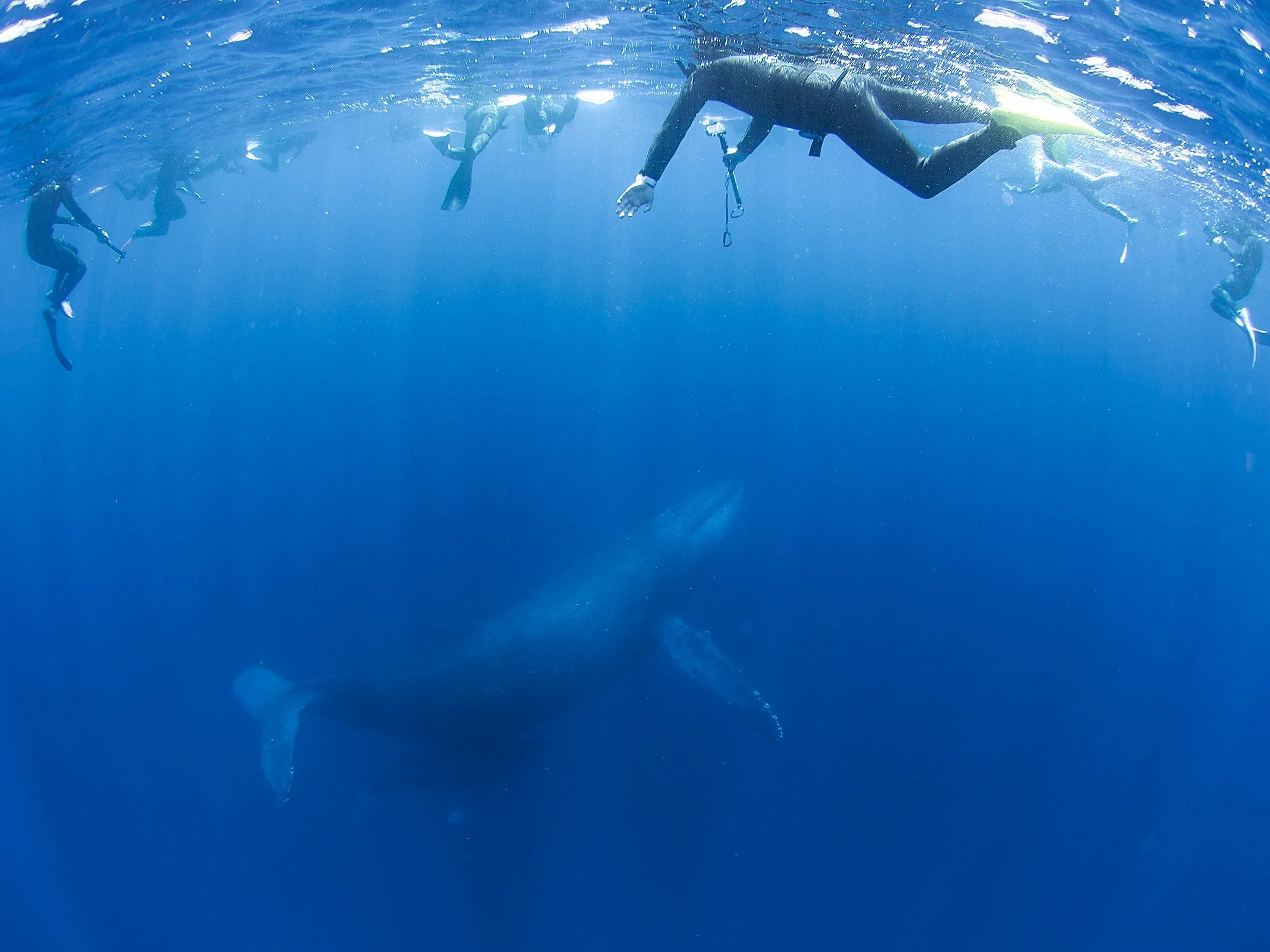 沖縄ホエールスイム ホエールウォッチング
