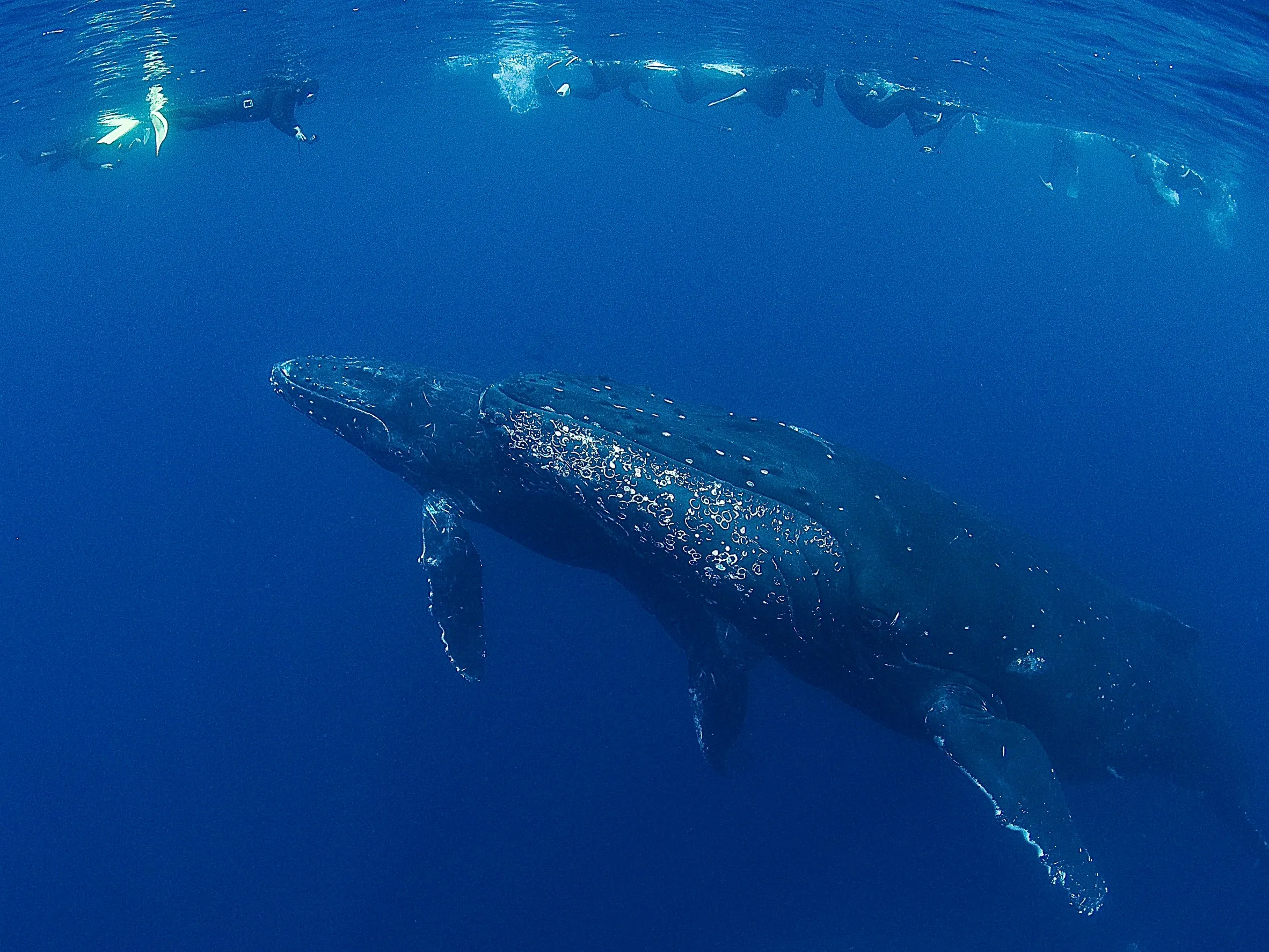 沖縄ホエールスイム ホエールウォッチング